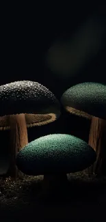 Dark mystical wallpaper with illuminated mushrooms in an enchanting scene.