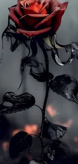 Mystical dark rose with drips on a dark background.