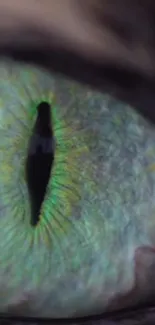 Close-up of a mystical dragon eye with a vibrant green hue.