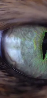 Close-up of a cat's mesmerizing green eye with intricate details and depth.