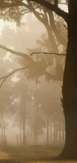 Foggy forest with tall trees and misty ambiance.