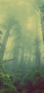 Mystical foggy forest with towering trees and lush greenery.