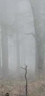 Foggy forest scene with bare trees and misty atmosphere.