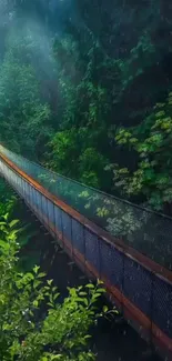 Mystical forest bridge with vibrant greenery.