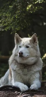 Dog resting in a mystical forest with ghostly figure.