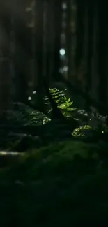 A mystical forest scene with an illuminated fern leaf.