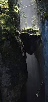 Serene forest canyon with heart-shaped rock and sunlight filtering through trees.