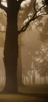 Misty dawn in a quiet forest, highlighting silhouetted trees.