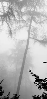 Misty monochrome forest wallpaper with tall trees.