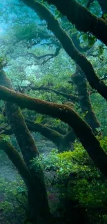 Mystical forest trees with misty green leaves and branches wallpaper.