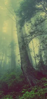 Mystical forest mobile wallpaper with towering trees and lush greenery.