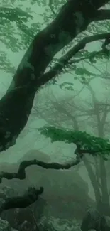 Mystical forest with dark trees and green foliage in fog.