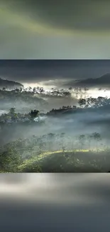 Misty forest landscape with fog and sunlight rays creating a serene atmosphere.