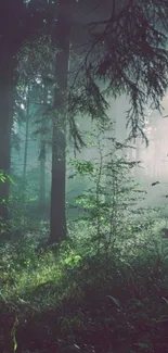 Mystical forest with sunlight filtering through trees.