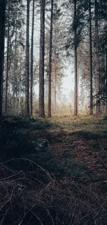 Mystical forest with tall trees and serene ambiance for mobile wallpaper.