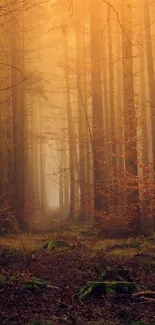 Mystical forest with golden light and tall trees.