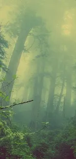 Misty forest with tall trees and lush green foliage in soft lighting.