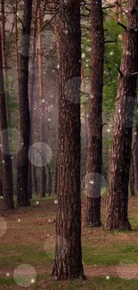 Mystical forest wallpaper with tall trees and green hues.