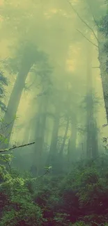 Misty forest with tall trees and green foliage, creating a serene and mystical atmosphere.