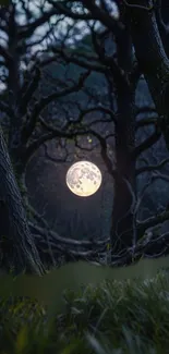 Moon glowing through twisted forest trees at night.