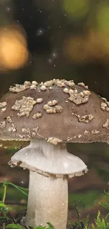 Solitary mushroom in lush, green forest setting for mobile wallpaper.