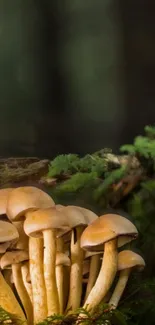 Forest mushrooms in a lush green setting.