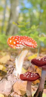 Red mushrooms in a lush green forest setting.