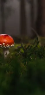 Red mushroom amidst green forest scenery.