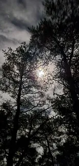 Moonlit forest night scene with silhouetted trees.