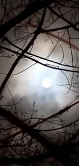 Moonlit forest night sky with silhouetted branches.