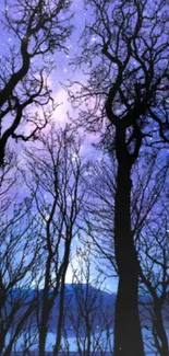 Silhouetted trees against a starry deep blue night sky.