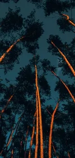 Tall trees silhouette against dark blue night sky.