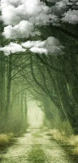 Misty forest path with overhanging clouds enhances serenity.