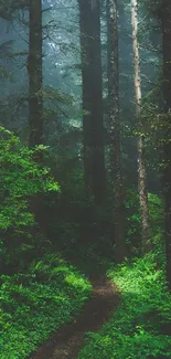 Mystical forest path surrounded by lush green trees.