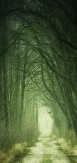 Mystical forest path with towering trees and lush greenery.