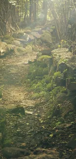 Mossy forest path with sunlight filtering through trees.