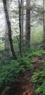 Misty forest path surrounded by lush greenery.