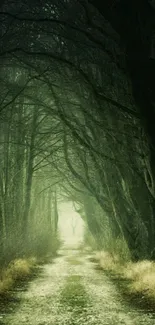 Mystical forest path with dark green trees.