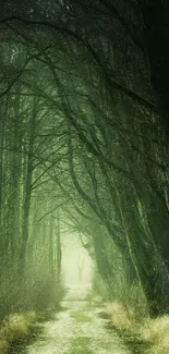 Mystical forest path with arching green trees and serene light.