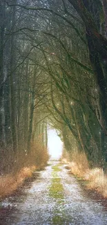 A mystical forest path with towering trees and soft light.