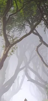 Misty forest path under arching trees creating a mystical atmosphere.