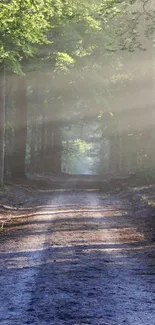 Forest pathway with sun rays filtering through trees, creating a serene atmosphere.