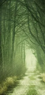 Mystical forest path with lush green trees and a foggy, serene atmosphere.