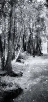 Black and white forest path wallpaper with trees lining the way.