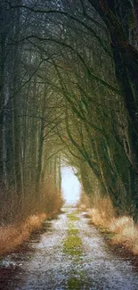 Mystical forest pathway under tree tunnel.