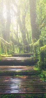 Moss-covered wooden path in a tranquil, sunlit forest scene.