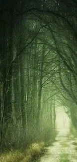 Misty forest path with dense trees and a tranquil atmosphere.