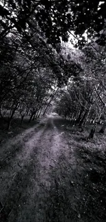 Black and white forest path with overhead trees.