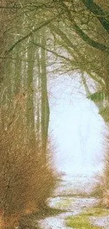 Mystical forest pathway with trees arching over.