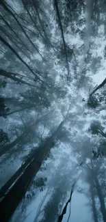 Looking up into a canopy of tall trees on a misty day.